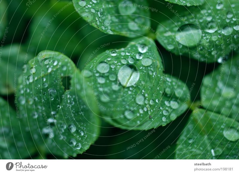 Clover Leaf / Clover Leaf Nature Plant Earth Water Drops of water Rain Foliage plant Meadow Field Hill Beautiful Cold Green Happy Contentment Colour photo