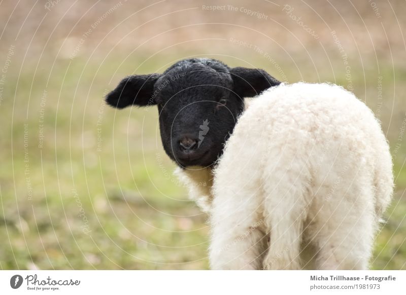 Small Lamb Easter Nature Animal Sun Sunlight Beautiful weather Meadow Pet Farm animal Animal face Pelt Sheep 1 Baby animal Observe Looking Stand Natural