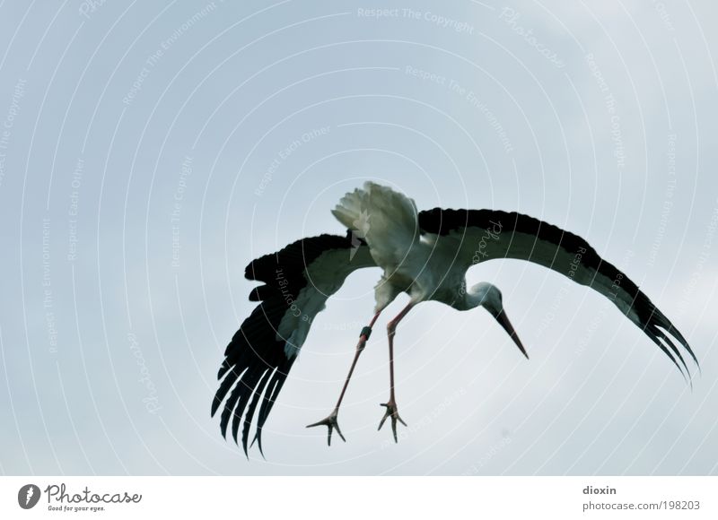 Landing approach [LUsertreffen 04|10] Sky Clouds Beautiful weather Animal Wild animal Wing Stork White Stork Legs Feather Beak Claw Bird Stride bird Flying