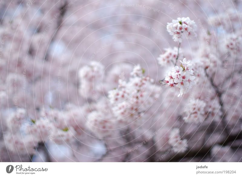 in full bloom Tree Blossom Agricultural crop Wild plant Beautiful Pink White Apple blossom Cherry blossom Blossoming Spring Treetop Branchage Nature Plant
