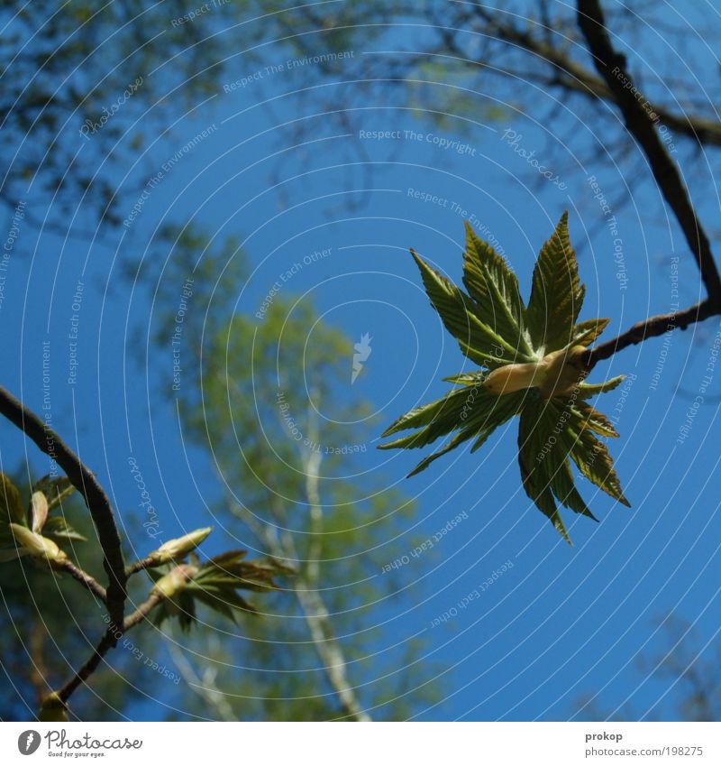 Game about gangs Environment Nature Landscape Plant Sky Cloudless sky Spring Summer Climate Weather Beautiful weather Tree Leaf Foliage plant Wild plant Forest