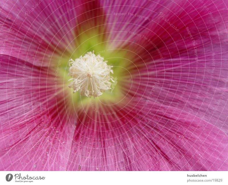 open Cottage Peony Blossom Flower Pistil Garden