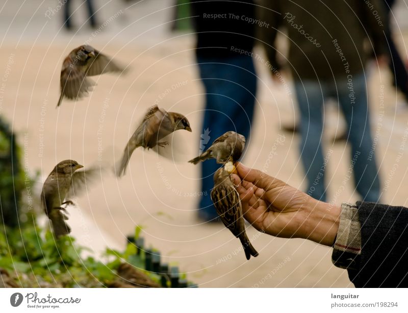 feeding time Hand Fingers Bird Wing Touch Flying To feed Feeding Brash Free Cute Love of animals Speed Lure Chirping Crumbs Colour photo Subdued colour