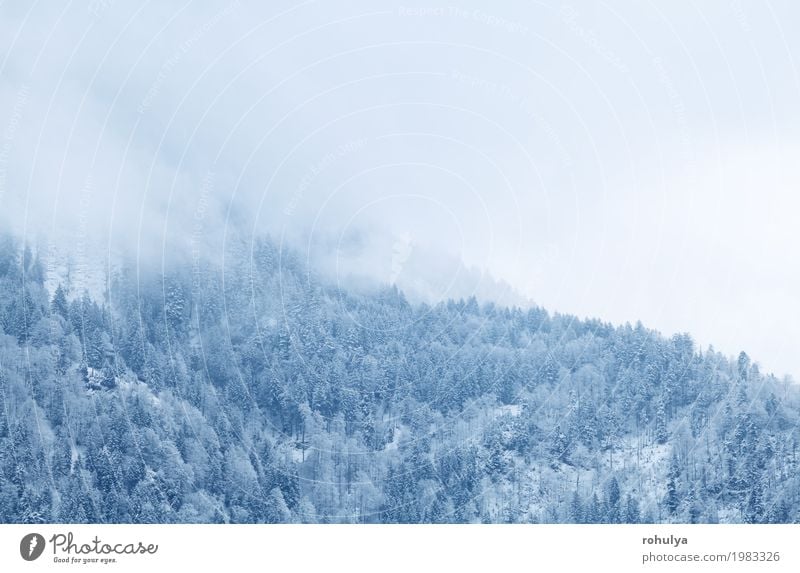 winter mountain forest in fog, Alps, Germany Vacation & Travel Winter Snow Mountain Nature Landscape Weather Fog Ice Frost Snowfall Forest White cold Seasons