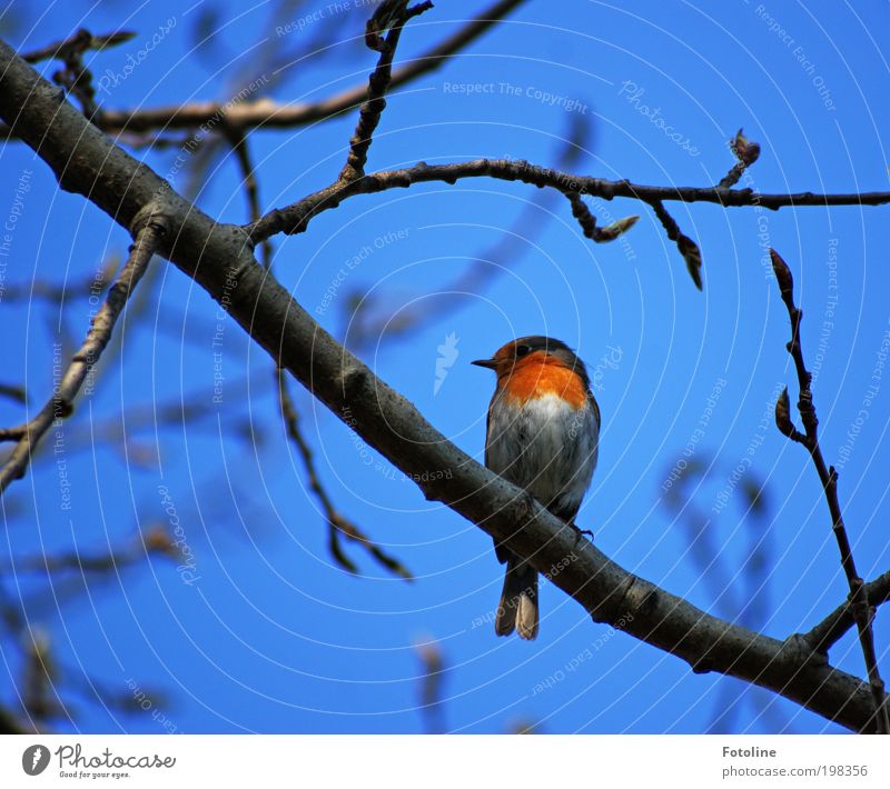 robin Environment Nature Landscape Plant Animal Air Sky Cloudless sky Spring Summer Climate Weather Beautiful weather Warmth Tree Garden Park Wild animal Bird