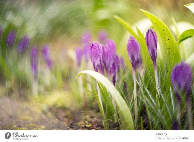 Blossoming #1 Nature Plant Earth Spring Beautiful weather Flower Bushes Leaf Crocus Garden Meadow Growth Small Green Violet Spring fever Colour photo