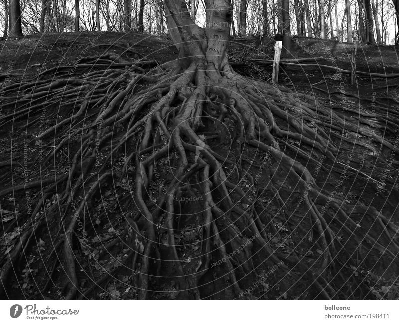 entrenched Environment Nature Landscape Plant Earth Tree Forest Deserted Network Old Growth Wait Dark Black Power Survive Change Black & white photo