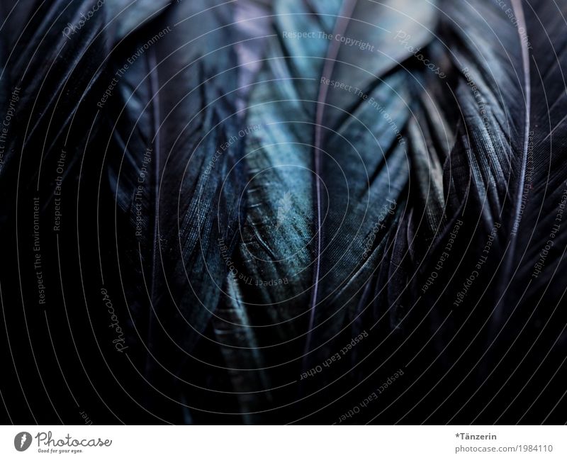 shades of black Bird Wing Feather Esthetic Glittering Creepy Natural Beautiful Blue Green Black Colour photo Subdued colour Detail Macro (Extreme close-up)