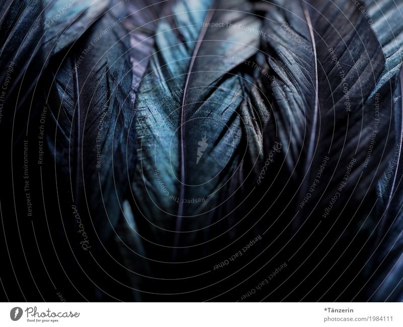 feathers Wing Feather Esthetic Dark Natural Beautiful Blue Black Colour photo Subdued colour Detail Deserted Blur Shallow depth of field