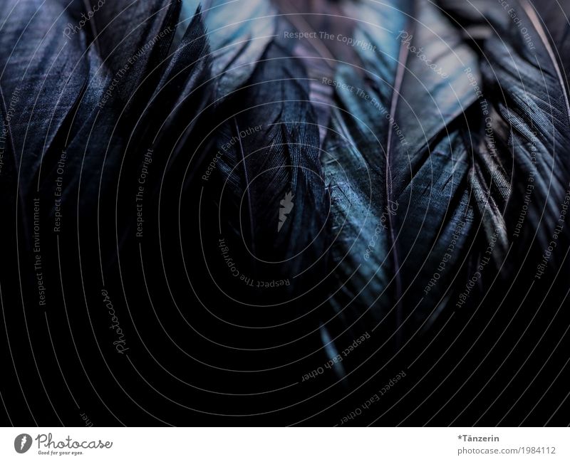 shades of black Bird Wing Feather Esthetic Dark Near Blue Green Violet Black Colour photo Subdued colour Detail Macro (Extreme close-up) Deserted Evening Night