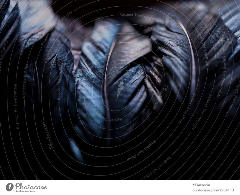 shades of black Bird Wing Feather Exceptional Dark Glittering Creepy Beautiful Blue Black Silver Colour photo Subdued colour Close-up Macro (Extreme close-up)