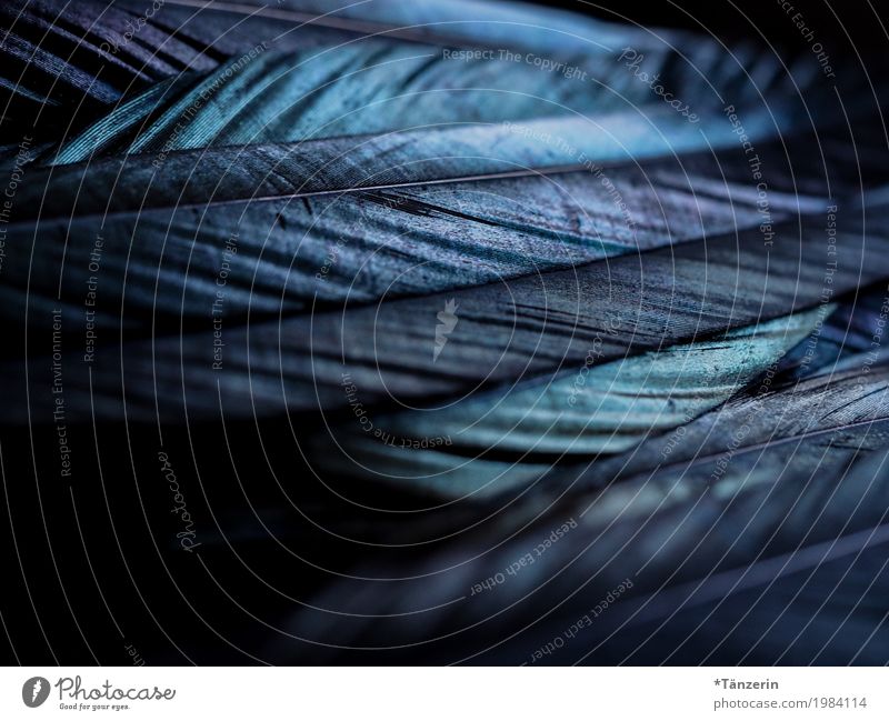 Beautiful Abstract Blue Feathers On Black Background And Blue