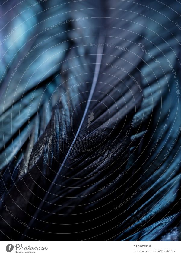 Iridescent Wing Feather Esthetic Attentive Calm Colour photo Subdued colour Macro (Extreme close-up) Deserted Evening Night Reflection Blur
