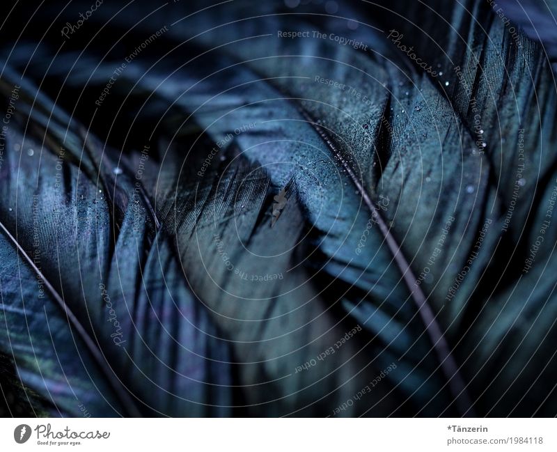 Dark Blue Feathers Background - Stock Photos