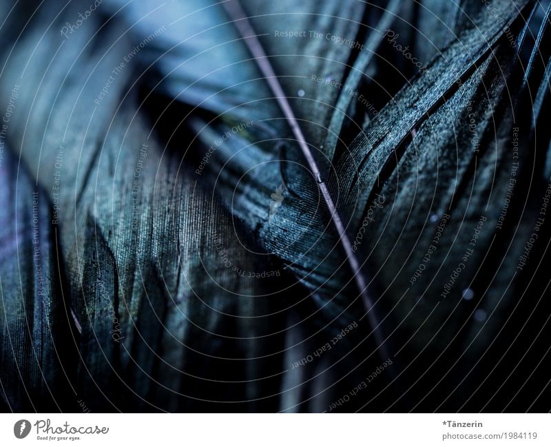 feathers Feather Esthetic Dark Natural Beautiful Blue Colour photo Subdued colour Detail Macro (Extreme close-up) Deserted Blur Shallow depth of field