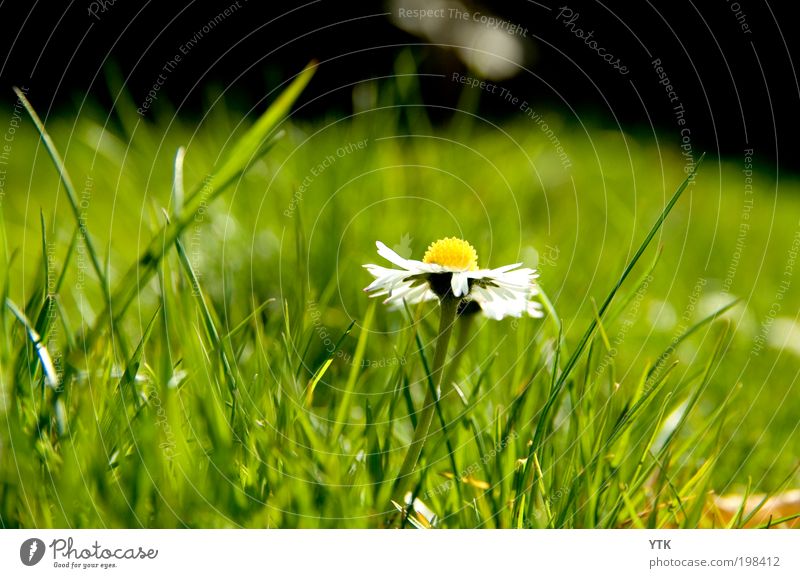 Beauty of the lawn Environment Nature Plant Spring Beautiful weather Grass Blossom Wild plant Blossoming Fragrance Fresh Glittering Warmth Green Daisy Meadow
