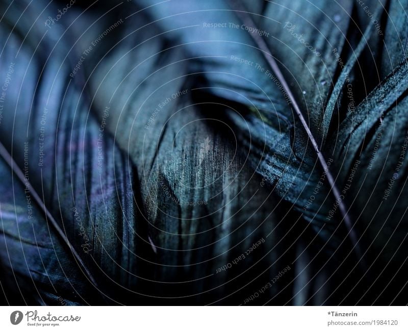 feathers Animal Wing Feather Esthetic Dark Beautiful Blue Colour photo Subdued colour Exterior shot Detail Macro (Extreme close-up) Deserted Evening Shadow