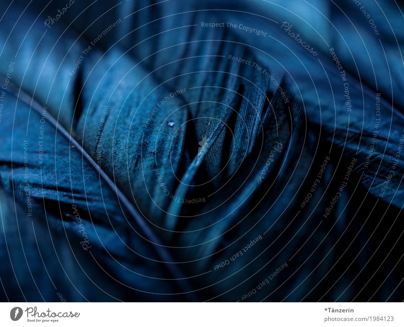 shades of black Animal Bird Feather Esthetic Beautiful Blue Gray Black Silver Calm Colour photo Subdued colour Structures and shapes Deserted Evening Night Blur