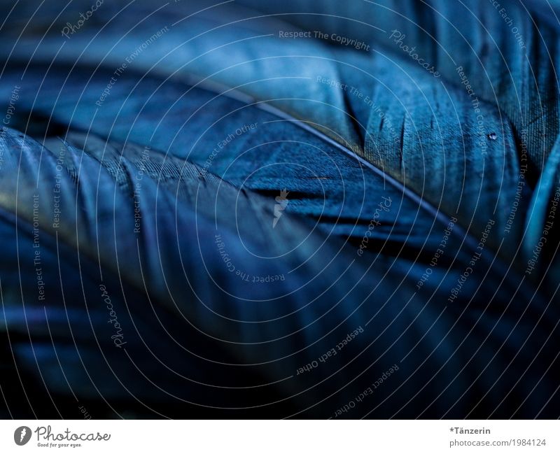shades of black Animal Bird Wing Feather Esthetic Glittering Creepy Beautiful Blue Black Silver Romance Calm Moody Colour photo Subdued colour Close-up