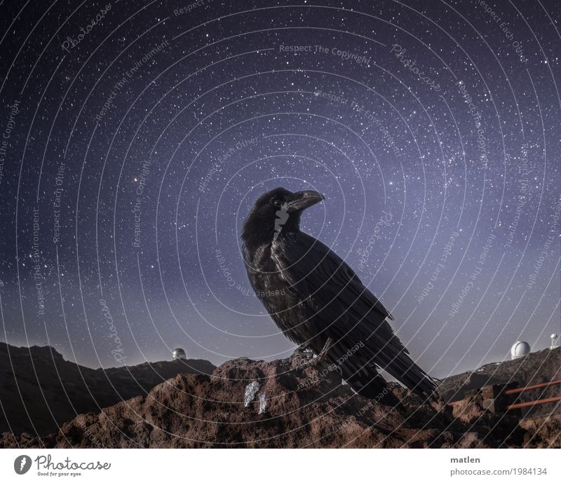 night watchman Landscape Sky Cloudless sky Stars Horizon Spring Rock Peak Animal Bird Animal face 1 Dark Blue Brown Gray White Common Raven Starry sky