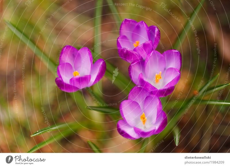 crocuses Environment Nature Landscape Plant Earth Spring Beautiful weather Flower Leaf Blossom Crocus Garden Park Meadow Blossoming Warmth Violet Transience