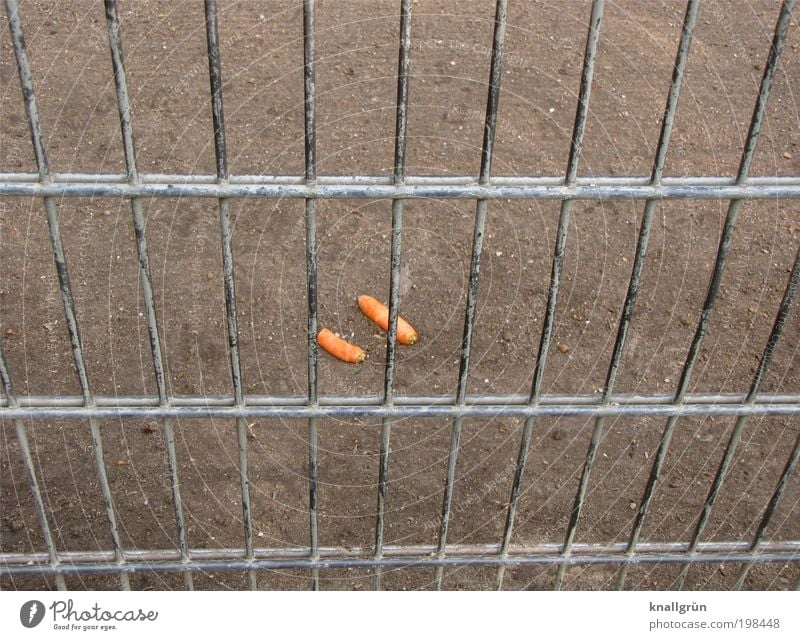 cage carrots Food Vegetable Carrot Nutrition Organic produce Fasting Fence Grating Metal Brown Silver Testing & Control Safety Orange Captured behind bars 2
