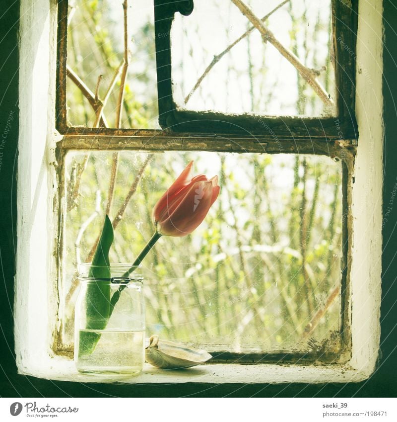 tulipa House (Residential Structure) Nature Plant Spring Tulip Blossom Fragrance Simple Friendliness Fresh Good Positive Moody Happy Spring fever Romance