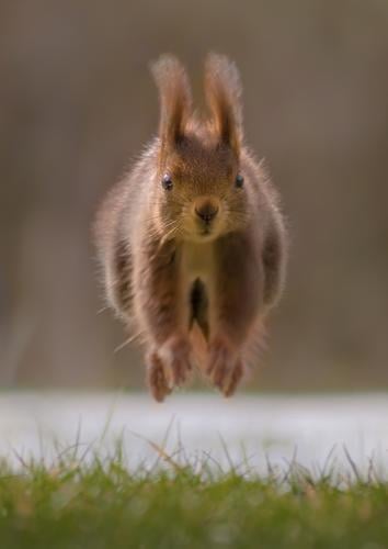 Make way! I'm coming! I'm coming! Environment Nature Animal Sunlight Spring Summer Autumn Winter Beautiful weather Grass Garden Park Meadow Forest Wild animal