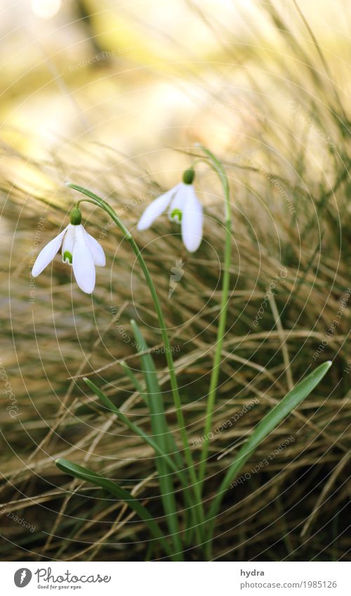 Two snowdrops before grass Garden Nature Plant spring Winter flowers Grass bleed Snowdrop Marram grass Meadow Blossoming To dry up Growth Small natural White