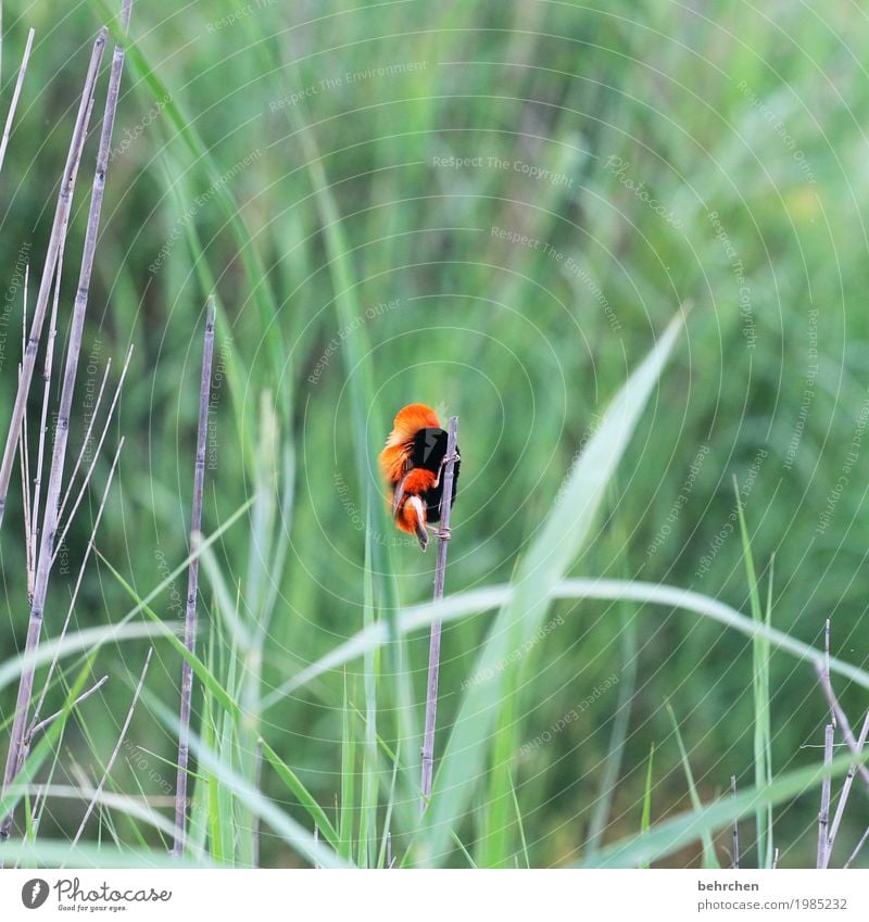 little eye-catcher Vacation & Travel Tourism Trip Adventure Far-off places Freedom Safari Nature Plant Animal Leaf Common Reed South Africa Wild animal Bird