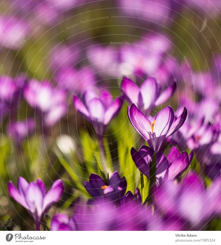 Purple crocuses (Crocus) - light floods through Style Design Arrange Decoration Wallpaper Image Card Easter Nature Plant Sunlight Spring Beautiful weather