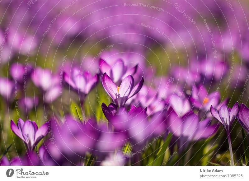 Purple crocuses (Crocus) - light floods through Elegant Style Decoration Wallpaper Image Card Nature Plant Sunlight Spring Beautiful weather Flower Blossom