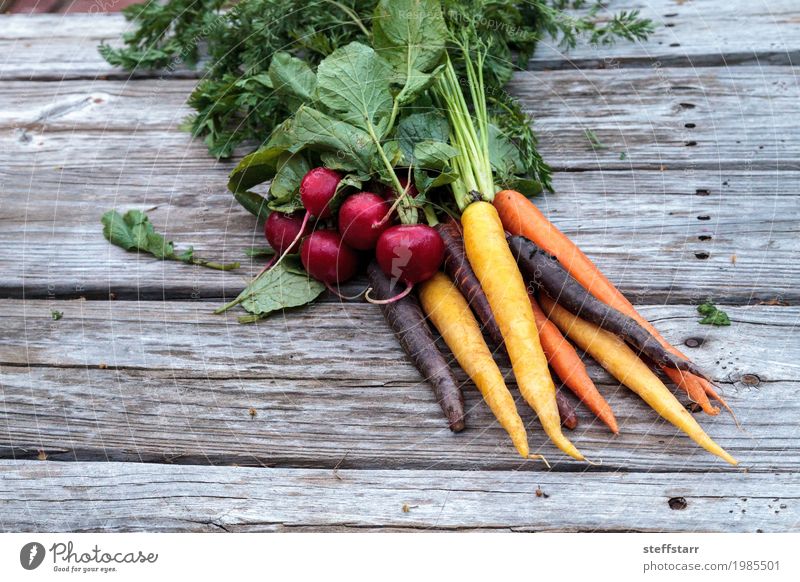 Organic red radishes and carrots Food Vegetable Nutrition Eating Organic produce Vegetarian diet Healthy Healthy Eating Plant Agricultural crop Growth Natural