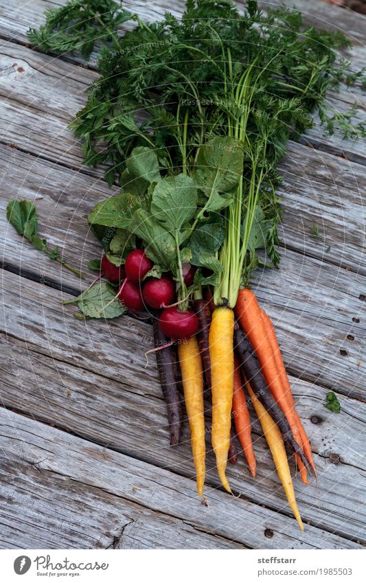 Organic red radishes and carrots Food Vegetable Nutrition Eating Organic produce Vegetarian diet Diet Healthy Healthy Eating Plant Agricultural crop Growth