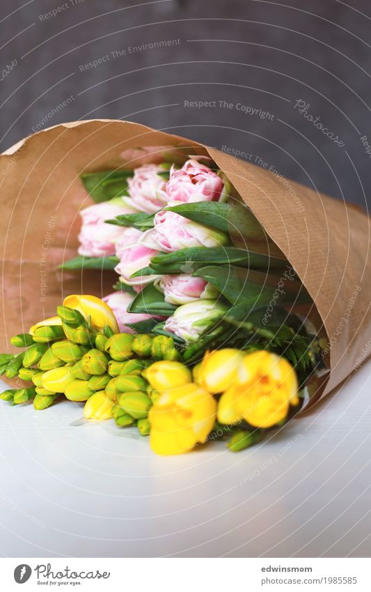 floral greetings Decoration Nature Plant Flower Tulip Blossom Freesia Paper Packaging Select Blossoming Fragrance Shopping Faded Authentic Elegant Fresh New