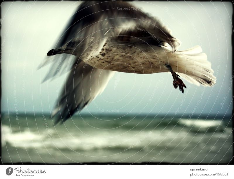 nearly Far-off places Freedom Ocean Environment Air Coast Baltic Sea Animal Wild animal Bird Seagull 1 Flying Esthetic Elegant Power Longing Wanderlust Movement