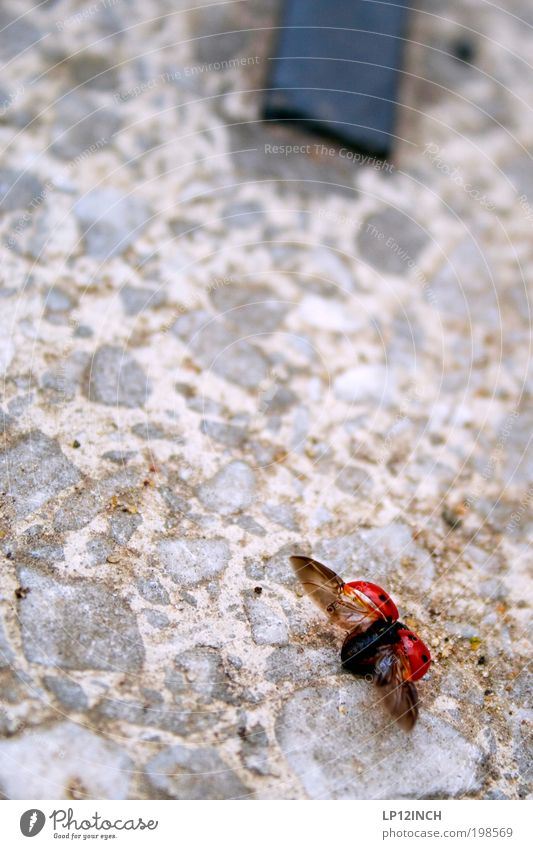 - spread out - - Environment Nature Summer Aviation Airport Airfield Beetle 1 Animal Stone Flying Crawl Free Friendliness Beautiful Red Happiness Contentment