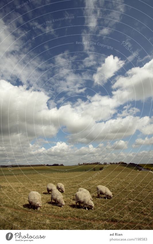 I'll never get enough sheep! Nature Landscape Sky Clouds Plant Grass Foliage plant Agricultural crop Park Meadow Field Hill Animal Farm animal Sheep Flock