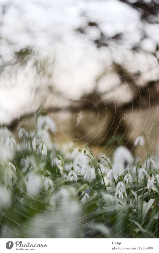 spring in the park Environment Nature Landscape Plant Spring Beautiful weather Flower Bushes Snowdrop Park Blossoming Illuminate Stand Growth Small Natural