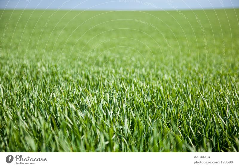 more green Environment Nature Landscape Plant Earth Air Sky Spring Summer Meadow Field Green Colour photo Multicoloured Exterior shot Deserted Copy Space left