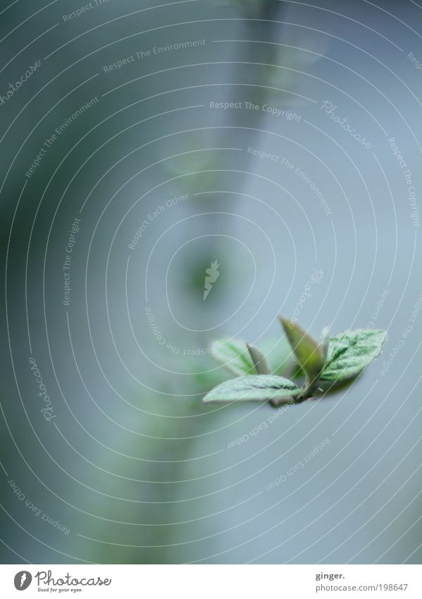 It's still cold in the morning Nature Plant Spring Bushes Leaf Growth Small Near Green Gray-blue Delicate Blur Detail Branch Flourish Leaf bud Deserted Shoot
