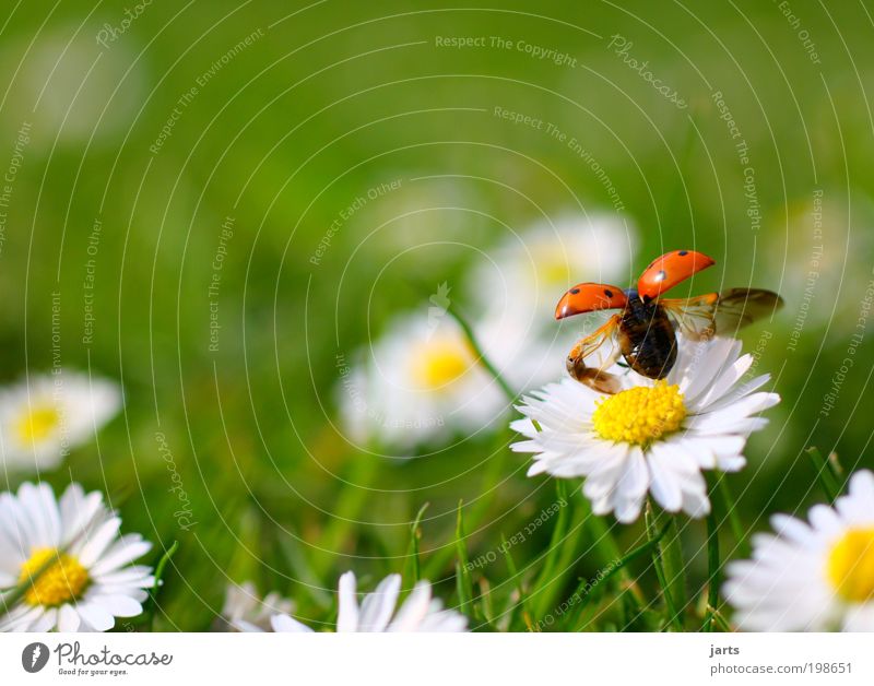 May Plant Animal Spring Summer Beautiful weather Flower Grass Garden Park Meadow Wild animal Beetle 1 Flying Free Natural Joie de vivre (Vitality) Spring fever