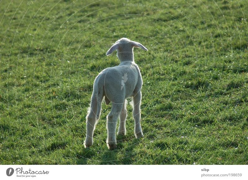 mama viewfinder Spring Meadow Animal Farm animal Sheep Lamb little lamb 1 Baby animal Fear Search questing Divide Loneliness Helpless Needy Colour photo