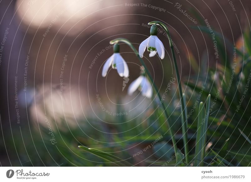 spring messengers II Nature Plant Spring Flower Blossom Garden Park Meadow Blossoming Fragrance Growth Fresh White Joie de vivre (Vitality) Spring fever