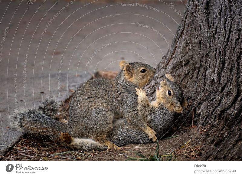 Love, fight, play, courtship display - whatever. Joy Wrestling Tree Tree trunk Tree bark Garden Park Lanes & trails Wild animal Squirrel Rodent 2 Animal