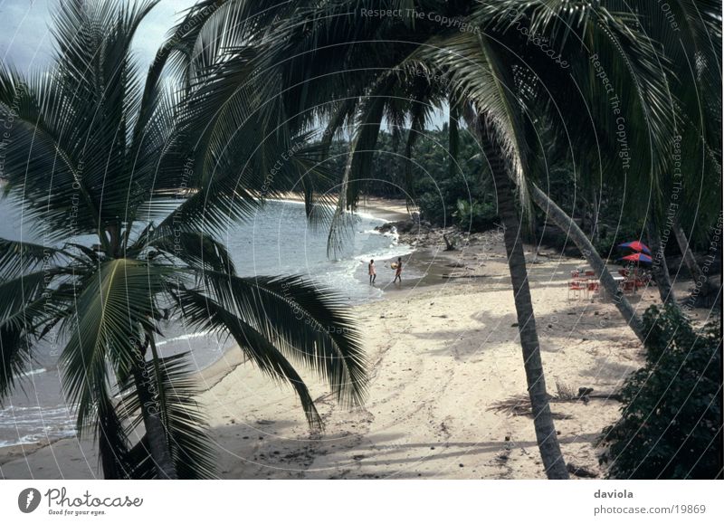 Beach Idyll Summer Palm tree Vacation & Travel Ocean Paradise Water