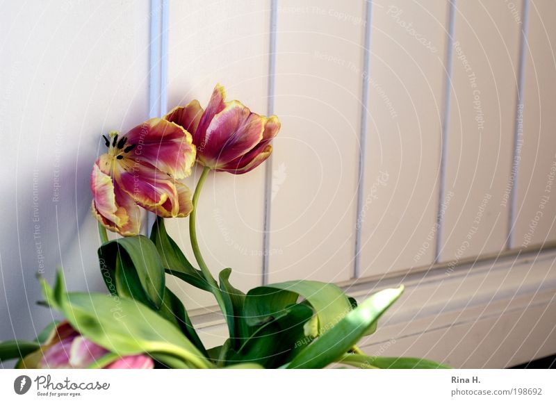 Set outside the door... Lifestyle Style Flower Tulip Blossom Door Old Faded Wait Authentic Yellow Red Emotions Truth Esthetic Elegant End Decline Transience