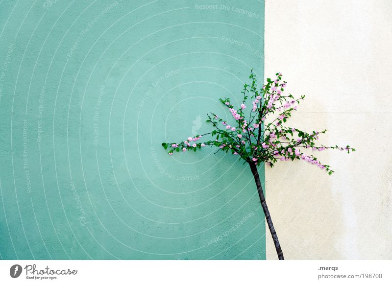 maypole Plant Tree Wall (barrier) Wall (building) Facade Blossoming Growth Esthetic Fresh Beautiful Green Pink White Anticipation Loneliness Colour Transience