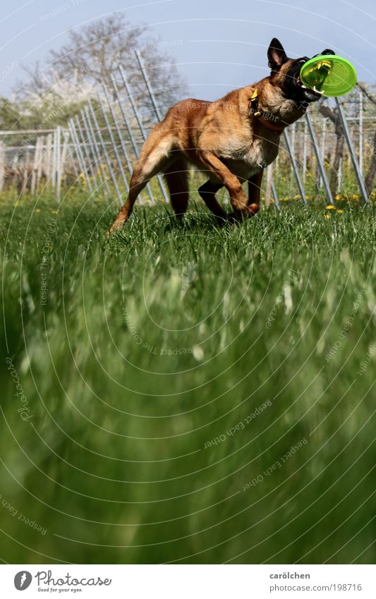 with a bite Animal Pet Dog 1 Movement Catch Athletic Brown Green Power Willpower Brave Determination Passion Watchfulness Joy Frisbee dog sport Meadow Running