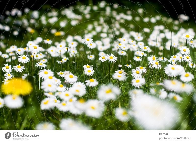gaenseBluemchen Environment Nature Plant Spring Summer Beautiful weather Flower Grass Foliage plant Wild plant Daisy Daisy Family Garden Blossoming Fragrance